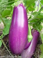 Eggplant, Dancer
