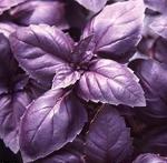 Basil, Purple (6 pack)