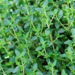 Thyme, 6 Pack