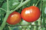 Tomatoes, Beefsteak, in Pots / Tomates grandes