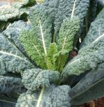 Kale, Tuscan (Dinosaur or Lacinato)/ Col rizada